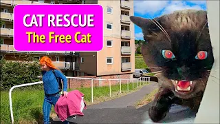 Cat Rescue -  A desperately dangerous situation.