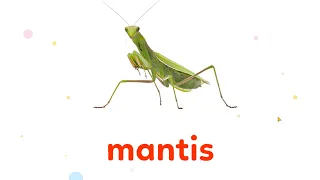 Mantis | Animal names and sounds | Learn English for Kids - Kids vocabulary