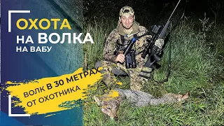 Волк в 30 метрах от охотника. Охота на волка на вабу.