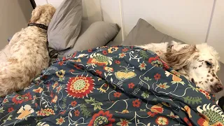 English Setter Gets Tucked Into Bed