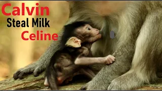 Oh! Baby Calvin Steal Milk Foster Sister Baby Celine After Kidnapped So Long Today, Well Done Calvin