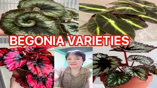 BEGONIA VARIETIES @margiepulido21