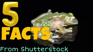 Five Facts About a Frog You Can See Through