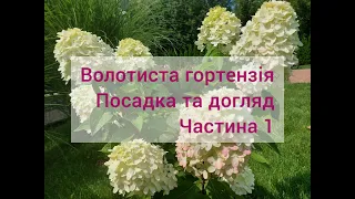 Догляд за волотистою гортензією. Частина 1 -  посадка та догляд.