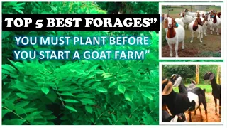 Best Goats Food you must have in your farm