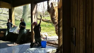 Siberian tiger demonstration Bronx Zoo 2018 1080p 60fps