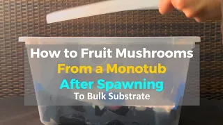 How to Fruit Mushrooms From a Monotub After Spawning to a Bulk Substrate