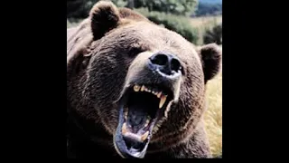 These Three Bear Attacks Are Nightmare Fuel!