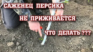 САЖЕНЦЫ ПЕРСИКА НЕ ПРИЖИВАЮТСЯ... Что делать ???