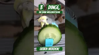 3 Dinge, die deine Wellensittiche lieben werden!🐥🥒🥕🥬 #wellensittich #haustiere #tipps #pets