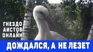 10 мышей на обед одному аистенку.