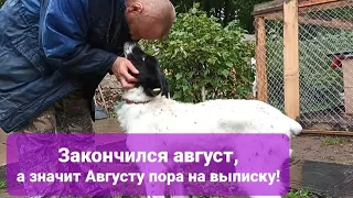 Август ВЫПИСАЛСЯ! Как говорится, не страшны ему, ни дождь, ни ураган!! Ошпарили,ели заживо,но ОН ЖИВ