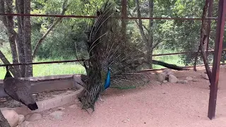 Peacock flirting.