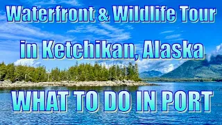 Waterfront & Wildlife Tour in Ketchikan, Alaska - What to Do on Your Day in Port