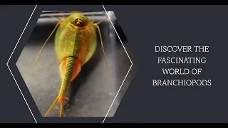 What are Branchiopods? Tadpole, Fairy and Clam shrimp....