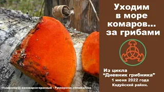 Уходим в море комаров...за грибами. Дневник грибника 1 июня 2022 года.