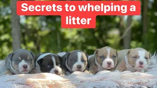 Secrets to whelping a litter-Easier than you think!