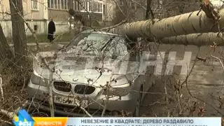 Две машины одного хозяина накрыло рухнувшим деревом в Московском районе.