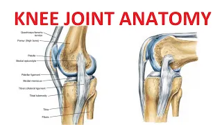 Knee Joint Anatomy