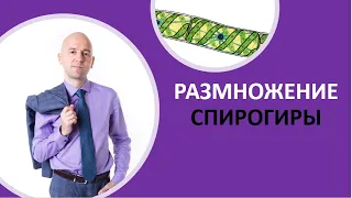 9. Размножение спирогиры