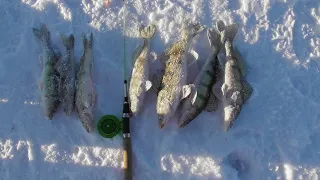 Зимняя рыбалка Кама Судак и Берш на тюльку