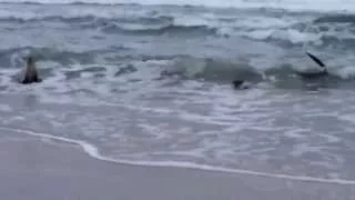 Otters on Scarborough Beach, Cape Town