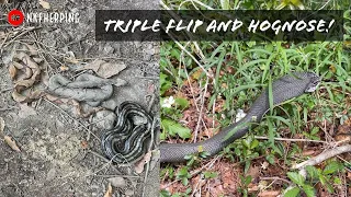 Epic Triple Flip! South Carolina Tin Flipping: Copperheads, Rattlesnakes and Eastern Hognose!