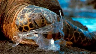 See How It Feels to Be an Ocean Animal Stuck in a Plastic Bag | National Geographic