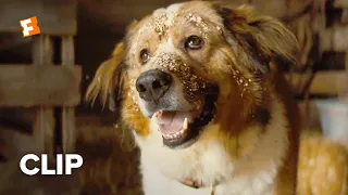 A Dog's Journey Movie Clip - Opening Scene (2019) | FandangoNOW Extras