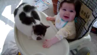Cat Sucker Punches Baby