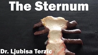 The Sternum - Chest bone - Anatomy