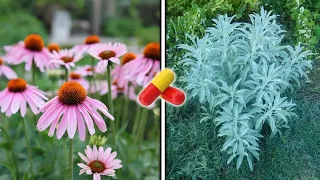 20 MEDICINAL and MIRACULOUS Plants You Should Always Have Around Your Home