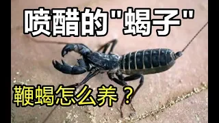 【万众科普】猎奇!!!无毒的蝎子?喷醋?你见过么?鞭蝎饲养教程~