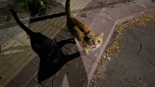 A Big Group Of Stray Cats Came Out At Night