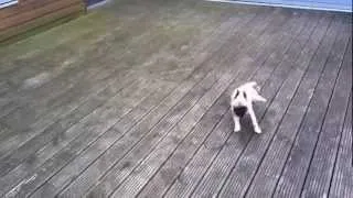 Rupert Eli - Pug Puppy running in circles.