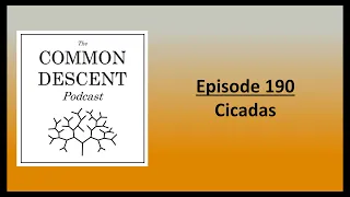 Episode 190 - Cicadas