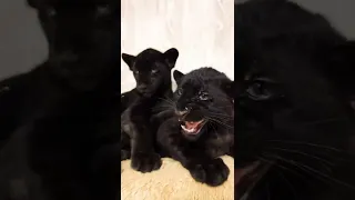 Две чёрные ПАНТЕРЫ - ЯГУАР И ЛЕОПАРД 🐈‍⬛😍🐆