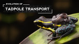 How Poison Frogs Evolved to Carry Tadpoles on Their Backs