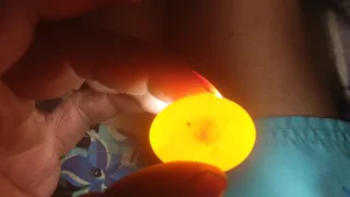 Ringnecked Dove 's Egg
