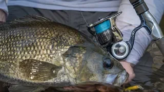 Taming Wild Australian bass. Daiwa 2019 Certate spinning reels.