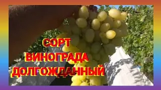 Сорт винограда Долгожданный