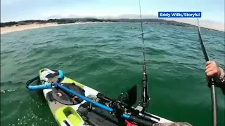 VIDEO: Great white shark swims next to kayaker in Monterey