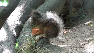 Бельчонок ест морковку / The little baby squirrel eats a carrot