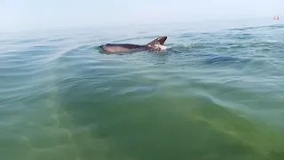 Акула или дельфин в 5 метрах, чёрное море,1.08.21г.