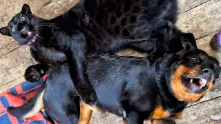 Weekend with Luna the panther 🐆 & Rottweiler Venza 🐕‍🦺