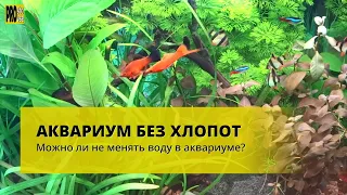 АКВАРИУМ БЕЗ ПОДМЕН ВОДЫ. Можно ли не менять воду в аквариуме?