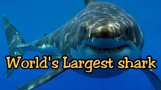 LARGEST SHARKS IN THE WORLD |top 10 of the largest sharks