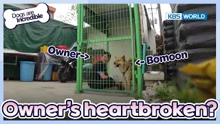 Bomoon is left alone with his owner...🐕 [Dogs are incredible : EP.175-5] | KBS WORLD TV 230620