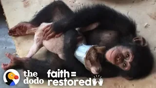 Sick Street Puppy Recovers with Help from Chimpanzees | The Dodo Faith = Restored
