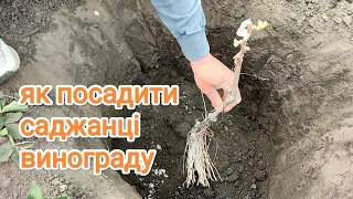 #7 🆕🍇Як посадити саджанці винограду 🌱🍇 готуємо шкілку🌿🌿🌿🌿🌿